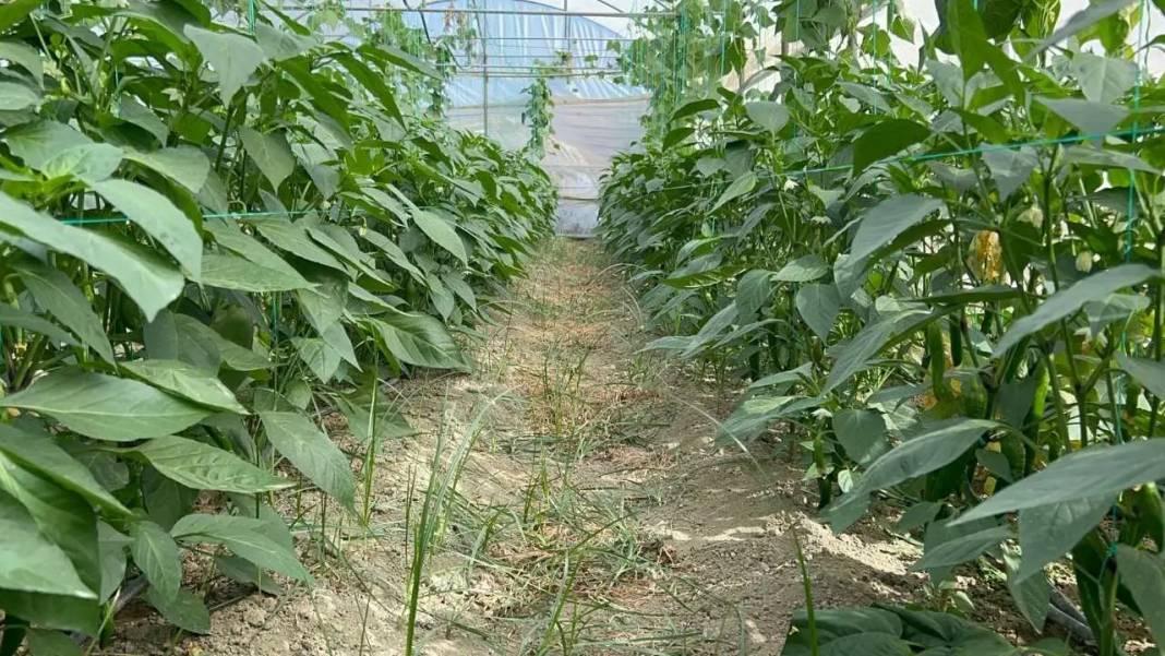Türkiye’nin En Acı Biberinde Hasat Hatay’da Başladı! 1